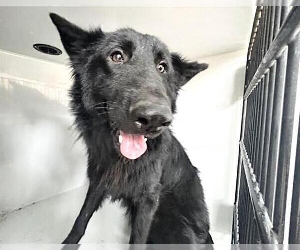 Medium Photo #1 German Shepherd Dog Puppy For Sale in Houston, TX, USA