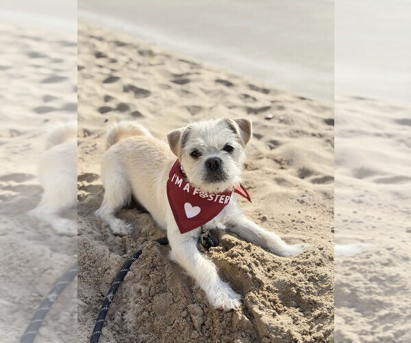 Medium Photo #1 Pug-Unknown Mix Puppy For Sale in Dana Point, CA, USA