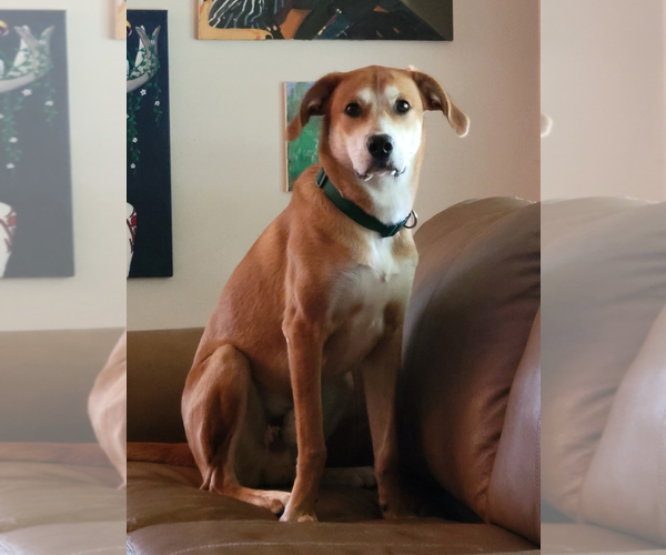 Medium Photo #2 Retriever -Unknown Mix Puppy For Sale in Holly Springs, NC, USA