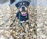 Small #9 Rottweiler Mix