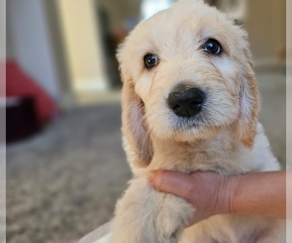 Medium Photo #33 Goldendoodle Puppy For Sale in KATY, TX, USA