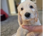 Small #6 Goldendoodle