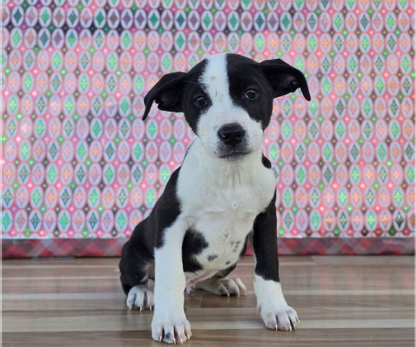 Medium Photo #2 Labrador Retriever-Unknown Mix Puppy For Sale in Lakewood, CO, USA