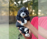 Small Photo #3 Bernedoodle-Bernese Mountain Dog Mix Puppy For Sale in PILOT POINT, TX, USA