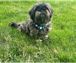 Mother of the Shih Tzu puppies born on 08/28/2026