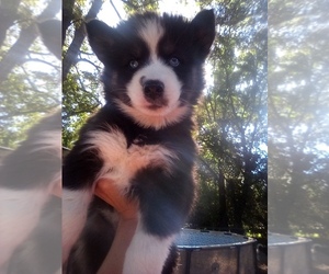 Siberian Husky Puppy for sale in FLORENCE, SC, USA