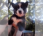 HUSKY - Female Siberian Husky Puppy for Sale - Small photo