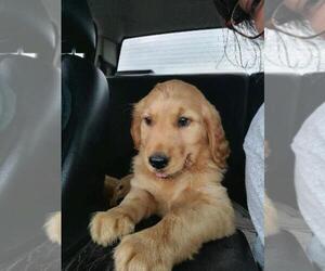 Golden Retriever Puppy for sale in EAU CLAIRE, WI, USA