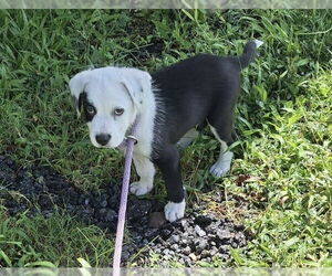 Mutt Dogs for adoption in FRAMINGHAM, MA, USA