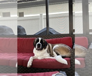 Saint Bernard Puppy for sale in WINTER GARDEN, FL, USA