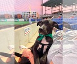 Small #1 American Staffordshire Terrier Mix