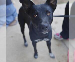 Australian Shepherd-Unknown Mix Dogs for adoption in San Antonio, TX, USA
