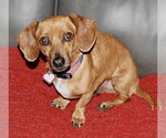 Small #5 Dachshund