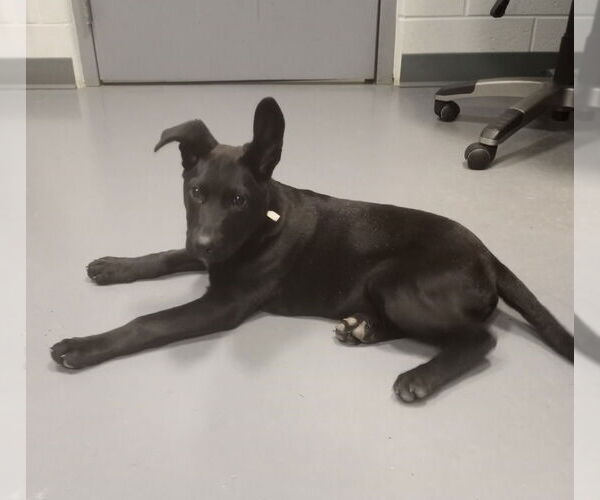 Medium Photo #6 Shepradors Puppy For Sale in South Bend, IN, USA