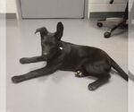 Small #5 Shepradors
