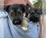 Small #3 German Shepherd Dog Mix