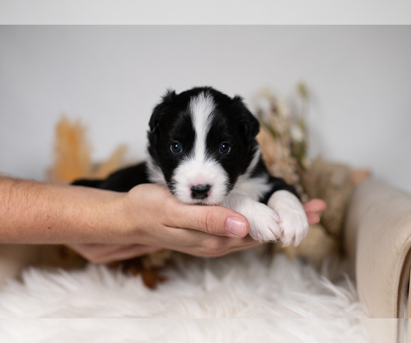 Medium Photo #2 Border Collie Puppy For Sale in CONWAY, MO, USA