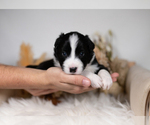 Small #1 Border Collie
