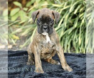 Boxer Puppy for sale in HONEY BROOK, PA, USA