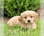 Small #3 Golden Retriever
