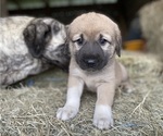 Small Photo #11 Anatolian Shepherd Puppy For Sale in ROBSTOWN, TX, USA