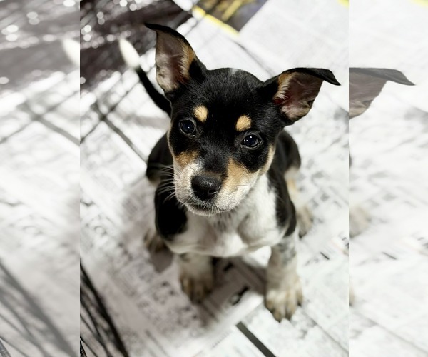 Medium Photo #2 Rat Terrier-Unknown Mix Puppy For Sale in SHERBURNE, NY, USA