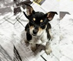 Small #1 Rat Terrier Mix