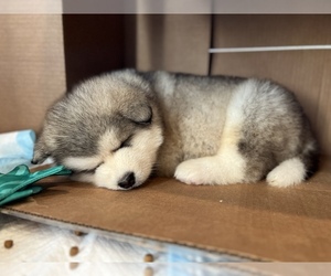 Alaskan Malamute Puppy for sale in RIVERSIDE, CA, USA