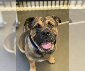 German Shepherd Dog-Unknown Mix Dogs for adoption in Santa Maria, CA, USA