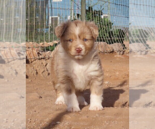 Medium Photo #25 Miniature Australian Shepherd Puppy For Sale in WITTMANN, AZ, USA