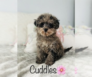 Poodle (Toy) Puppy for sale in ALGOOD, TN, USA