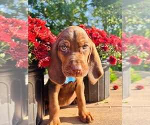 Bloodhound Puppy for Sale in BARRYTON, Michigan USA
