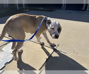 American Staffordshire Terrier-Unknown Mix Dogs for adoption in Grand Prairie, TX, USA