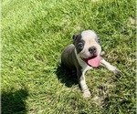 Small #7 Boston Terrier