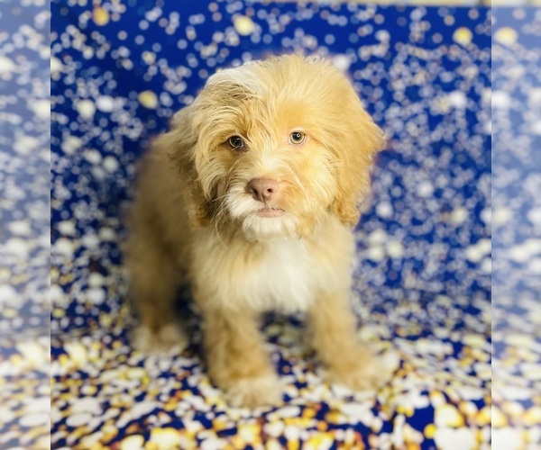 Medium Photo #5 Cock-A-Poo Puppy For Sale in CINCINNATI, OH, USA