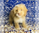 Small Photo #5 Cock-A-Poo Puppy For Sale in CINCINNATI, OH, USA