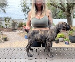 Small Photo #8 Cane Corso Puppy For Sale in LAND O LAKES, FL, USA