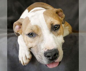American Staffordshire Terrier Dogs for adoption in Albuquerque, NM, USA