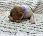 Puppy Puppy 8 Brittany