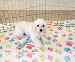 Small #7 Maltipoo (Toy)