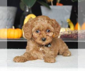 Cavapoo Puppy for sale in AUGUSTA, WV, USA