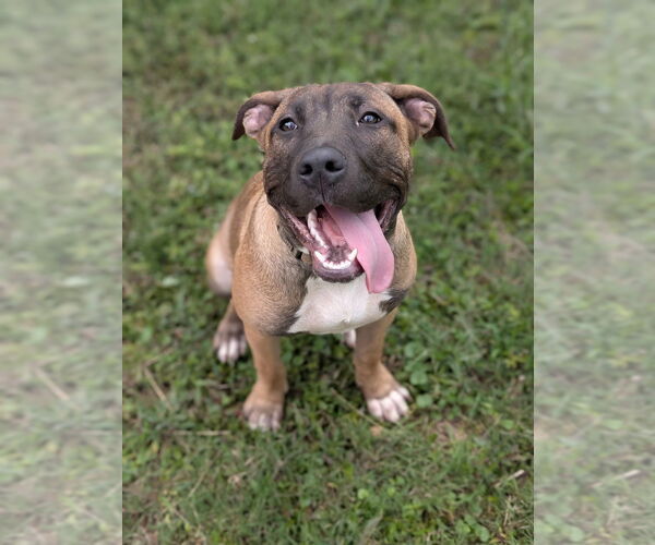 Medium Photo #1 Mastiff-Unknown Mix Puppy For Sale in Boston, MA, USA