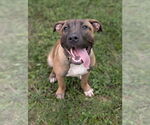 Small Mastiff Mix