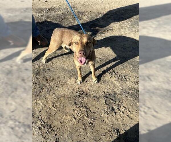 Medium Photo #1 German Shepherd Dog-Unknown Mix Puppy For Sale in Houston, TX, USA