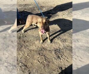 German Shepherd Dog-Unknown Mix Dogs for adoption in Houston, TX, USA