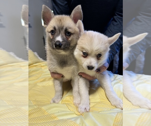 Medium Photo #59 Pomsky Puppy For Sale in LOVELAND, CO, USA