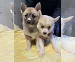 Small #57 Pomsky