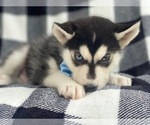 Small Photo #9 Siberian Husky Puppy For Sale in LAKELAND, FL, USA