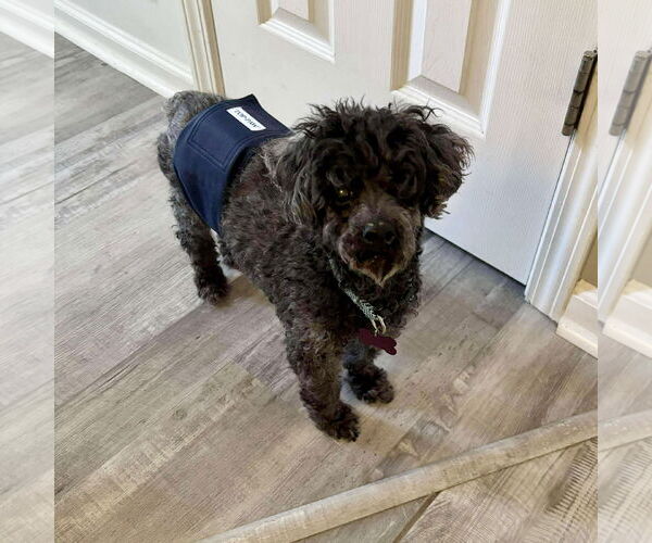 Medium Photo #3 Poodle (Toy) Puppy For Sale in Spring Lake, NC, USA