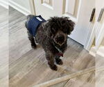 Small #2 Poodle (Toy)